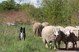 BORDER COLLIE - MOUTONS 088